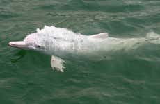 Observation de dauphins à Hong Kong