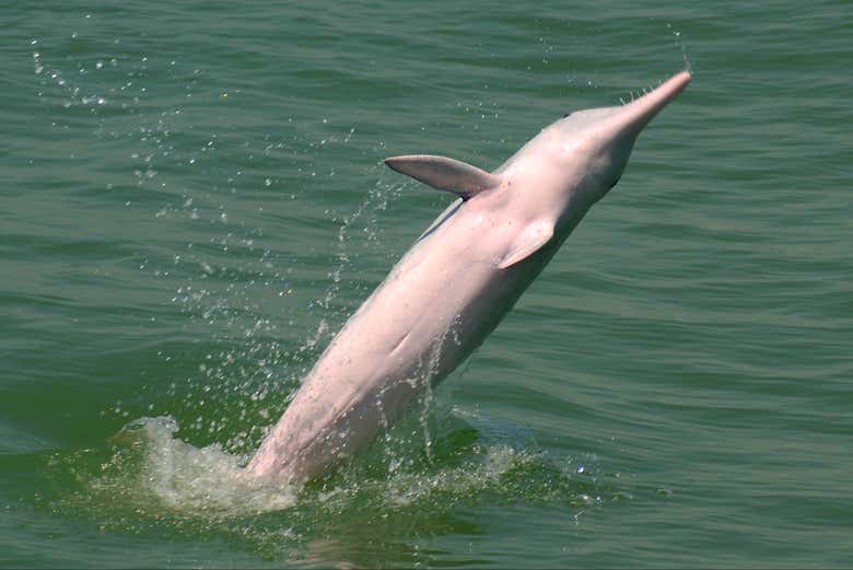 Un dauphin rose qui saute