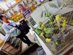 Marché aux oiseaux