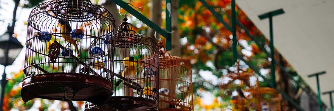 Le Marché aux Oiseaux de Hong Kong